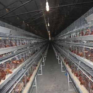 Silver star Algeria pollo aziende agricole batterie di vendita calda per galline ovaiole