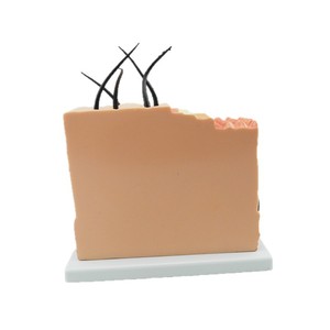 Modèle de peau agrandi de taille moyenne ; modèle anatomique de la structure du tissu cutané humain ; démonstration pédagogique en biomedicale. - Product Image 5