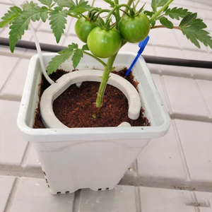 Vườn phun nước hệ thống thủy canh tưới nước thủy lợi Vòng tưới nước tưới nhỏ giọt thủy lợi Vòng - Product Image 2