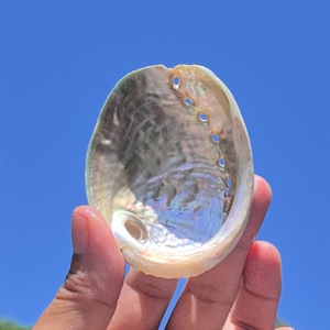 Wholesale Green <strong>Sea</strong> <strong>Shell</strong> Natural Raw Horn Style Polished Technique for Healing Decoration Green <strong>Abalone</strong> <strong>Sea</strong> <strong>Shell</strong> Souvenir Use