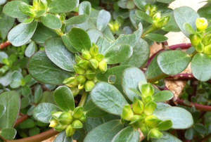 Горячая распродажа, экстракт портулака, порошок пурлака, экстракт листьев пурлака - Product Image 3