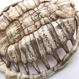 Oracle Bone Turtle Shell animale teschio SKE34 ciondolo di famiglia personalizzato decorazione per la casa in resina ornamenti - Product Image 4