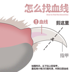 Coupe-ongles pour animaux de compagnie, lame courbée de 12,5 mm en acier inoxydable pour toilettage de chiens et chats avec lime - Product Image 3