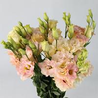 Bunga Eustoma Grandiflorum (Lisianthus) Segar Potong, Grosir Langsung, Paket untuk Dekorasi Pernikahan, Gentian