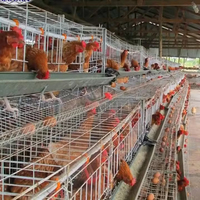 Prix d'usine – Cage automatique à 3 niveaux pour poules pondeuses – Équipement d'élevage avicole