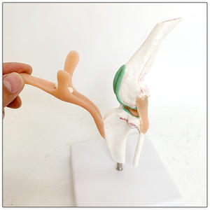 Modelo <span class=keywords><strong>de</strong></span> Hueso <span class=keywords><strong>de</strong></span> Perro, Simulación <span class=keywords><strong>de</strong></span> Material <span class=keywords><strong>de</strong></span> PVC, Articulación <span class=keywords><strong>de</strong></span> Rodilla <span class=keywords><strong>de</strong></span> Perro, Ligamento <span class=keywords><strong>de</strong></span> Flexión, Hueso <span class=keywords><strong>de</strong></span> Pierna, Adornos para Clínica Veterinaria - Product Image 4