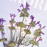 Rumput Henbit Deadnettle Dengan Cabang, Paket Campuran Seri, Untuk Scrapbooking, Resin Epoksi, Tanaman Alami, Ramah Lingkungan