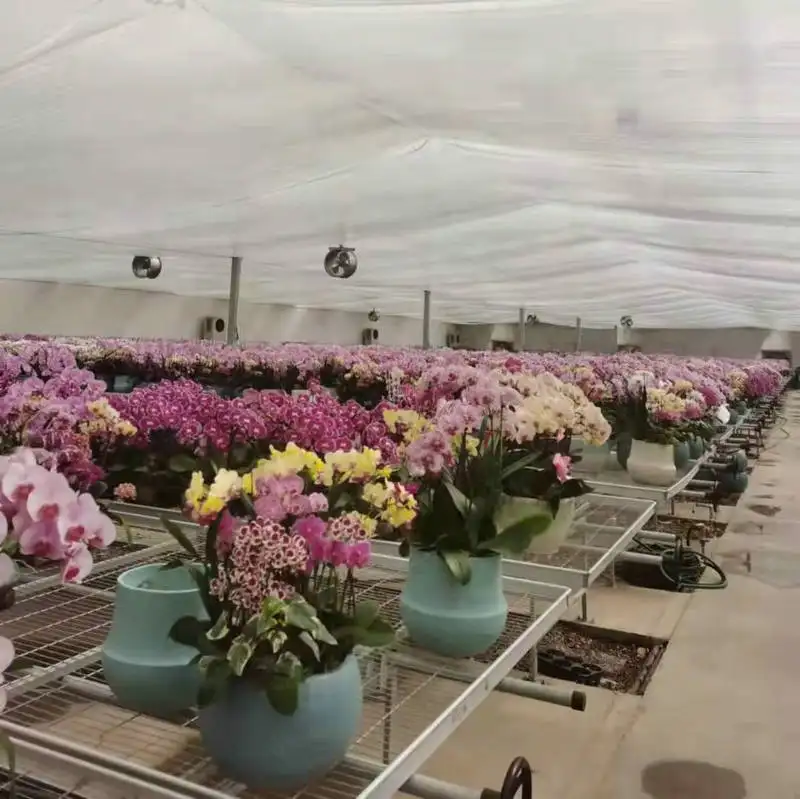 Plantation en usine de bancs roulants table en treillis d'acier dans une serre à film plastique