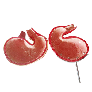 Honden Maagmodel En Dier Hond Interne Orgel Anatomie <span class=keywords><strong>Model</strong></span> - Product Image 4