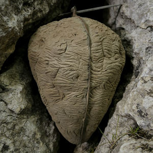 Nido de Avispa Simulado, Panal de Abejas, Adorno para Exteriores, para Jardín, Paisajismo y Caza - Product Image 4