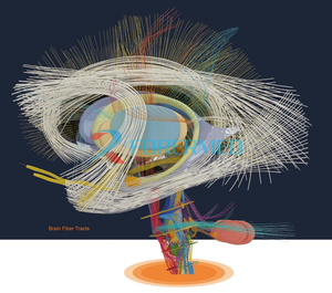 Tavolo di Dissezione Virtuale 3D per l'Insegnamento Medico del Corpo Umano, per Studi Universitari e Universitari - Product Image 5