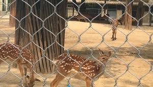 Rete per uccelli Ss 316 corda metallica utilizzata In gabbie per Voliere 304 gabbia per leoni a rete morbida Zoo rete metallica flessibile In acciaio inossidabile - Product Image 4