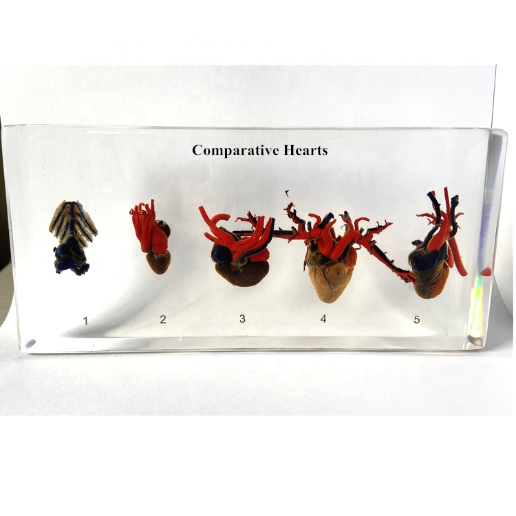 Различные животные, сердце, анатомия, смола, Обучающие ресурсы, сравнительный образец сердца для школьных принадлежностей