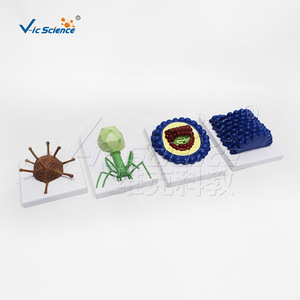 Un ensemble de quatre modèles de virus VIC-HB132 : baculovirus, adenovirus et bactériophage. - Product Image 1