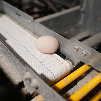 Système de cages à batterie de type H galvanisé à chaud pour poulets pondeuses automatiques avec cadre robuste