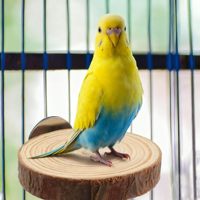Perchoir rond classique en bois naturel écologique pour perroquets et oiseaux, utilisation en extérieur, plateforme de cage, jouet