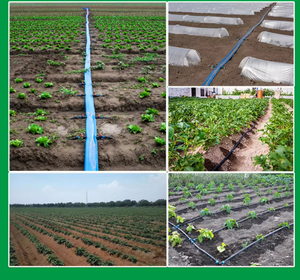 Hệ thống tưới nhỏ giọt hiệu quả địa hình phẳng hectare polyethylene nhựa ống PE vật liệu - Product Image 6