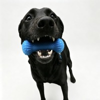 Bâtonnet à mâcher dentaire pour chien OEM en gros, nettoyage rapide des dents, nouvelle arrivée transfrontalière, éliminateur de tartre et de plaque dentaire