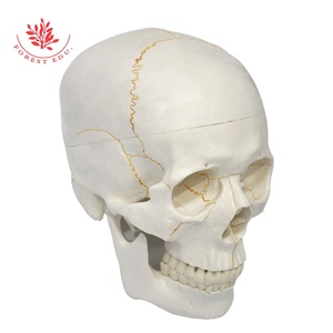 Modelo de calavera FRT020 Material de PVC Placa de sutura ósea Fijación de resorte Movimiento de mandíbula Cráneo de 3 partes anatómico - Product Image 2