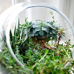 Slant Cut Bowl Glasvase, klare runde Globe Planter <span class=keywords><strong>Terrarium</strong></span> Kugel, Blumen behälter für Home Office Dekor umwelt freundlich - Product Image 3