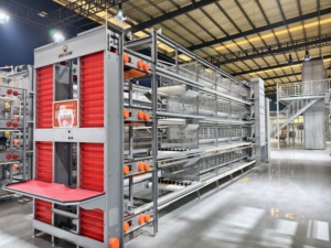 Cage à canards galvanisée à chaud avec <span class=keywords><strong>nid</strong></span> à œufs anti-salissures pour élevage commercial de canards - Product Image 2