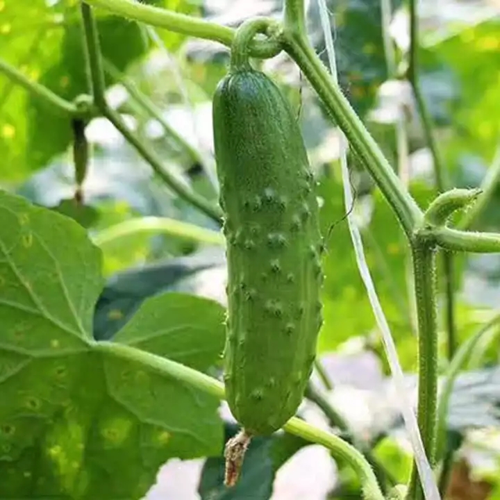 Этефон ethrel 240 технический