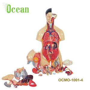 Bền Trong Sử Dụng Cơ Bắp Mô Hình Giải Phẫu Cơ Thể Của Mô Hình Nội Tạng Người Viscera - Product Image 3