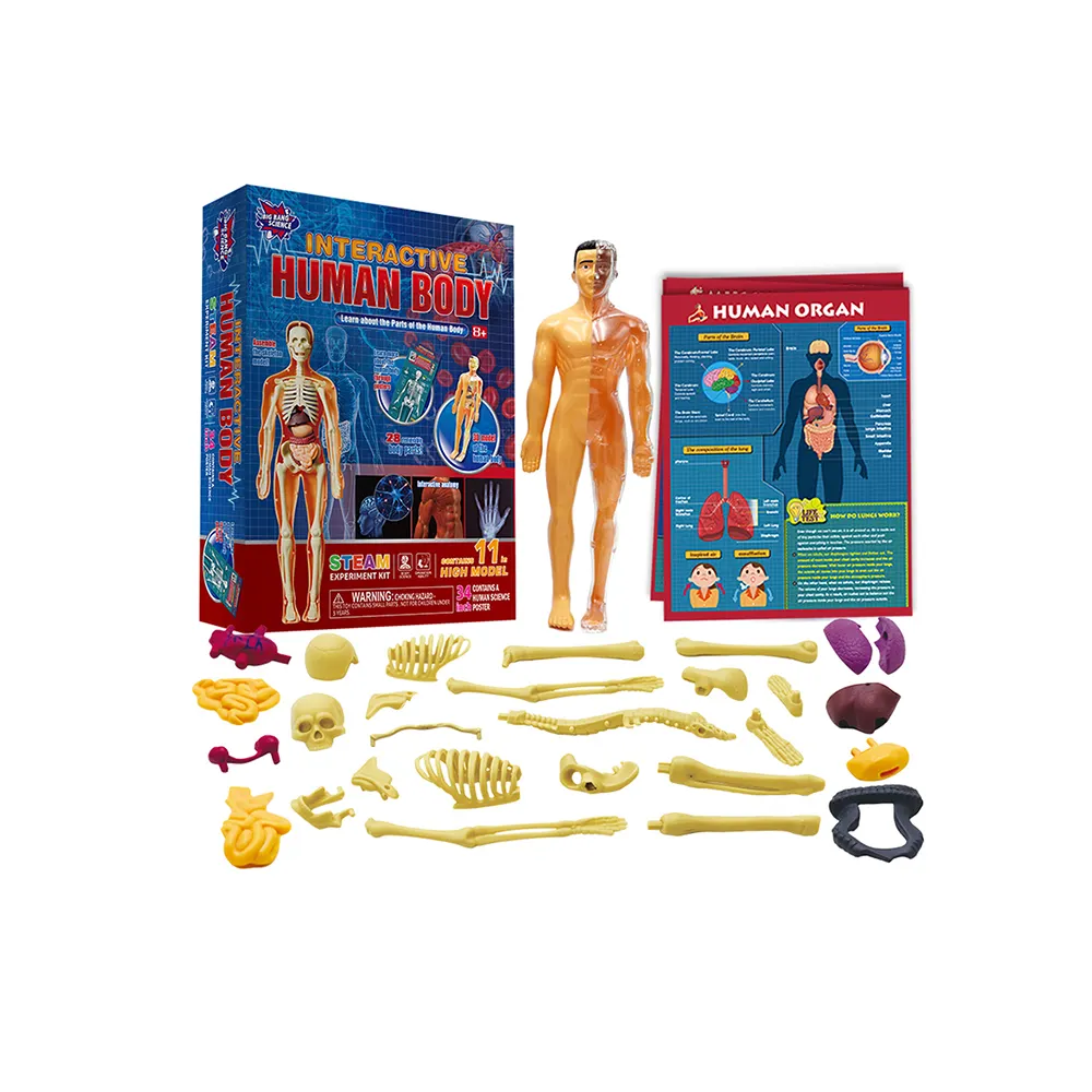 Hoge Kwaliteit Goedkope Prijs Menselijk Orgaanmodel Speelgoed Voor Kinderen School Wetenschappelijk Experiment Leermiddel
