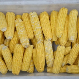 Industrial Sweet Canned Corn Production Line Niblet Kernel Threshing Blanching Washing Dewatering Packing Processing Line - Product Image 5