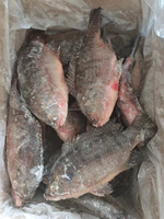 Iqf Snelle China Tilapia Producenten Diepvriesvoer Vis Tilapia Bevroren Tilapia Vis Prijs