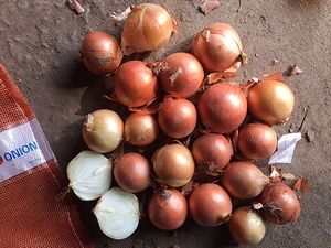 Trung Quốc cây trồng mới tươi Vàng hành tây cho xuất khẩu - Product Image 3