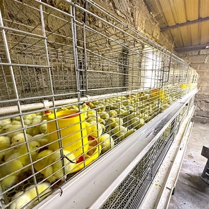 Cage de couvaison pour poussins, équipement d'élevage avicole, cage <span class=keywords><strong>à</strong></span> batterie de type H <span class=keywords><strong>à</strong></span> 3 niveaux et 2 portes, <span class=keywords><strong>à</strong></span> <span class=keywords><strong>vendre</strong></span> - Product Image 2