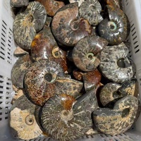 Vente en gros de paires d'Ammonites polies Cleoniceras, spécimens de cristal naturel de Madagascar pour la décoration intérieure