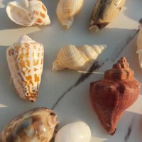 Fleur rouge conque 1-3cm naturel poli coquillage trous bricolage amour thème vent carillon accessoires Souvenir jardins d'enfants décoration