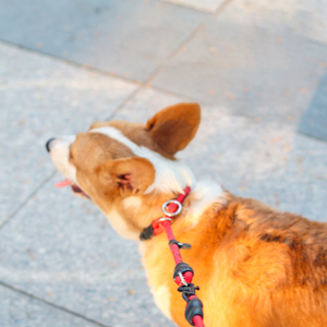 Correa de Nailon para Perros, Cadena Tipo P, Collar de Cuerda, Correa Resistente para Perros de Raza Pequeña, Mediana y Grande, Teddy, Corgi, Border <span class=keywords><strong>Collie</strong></span> - Product Image 2