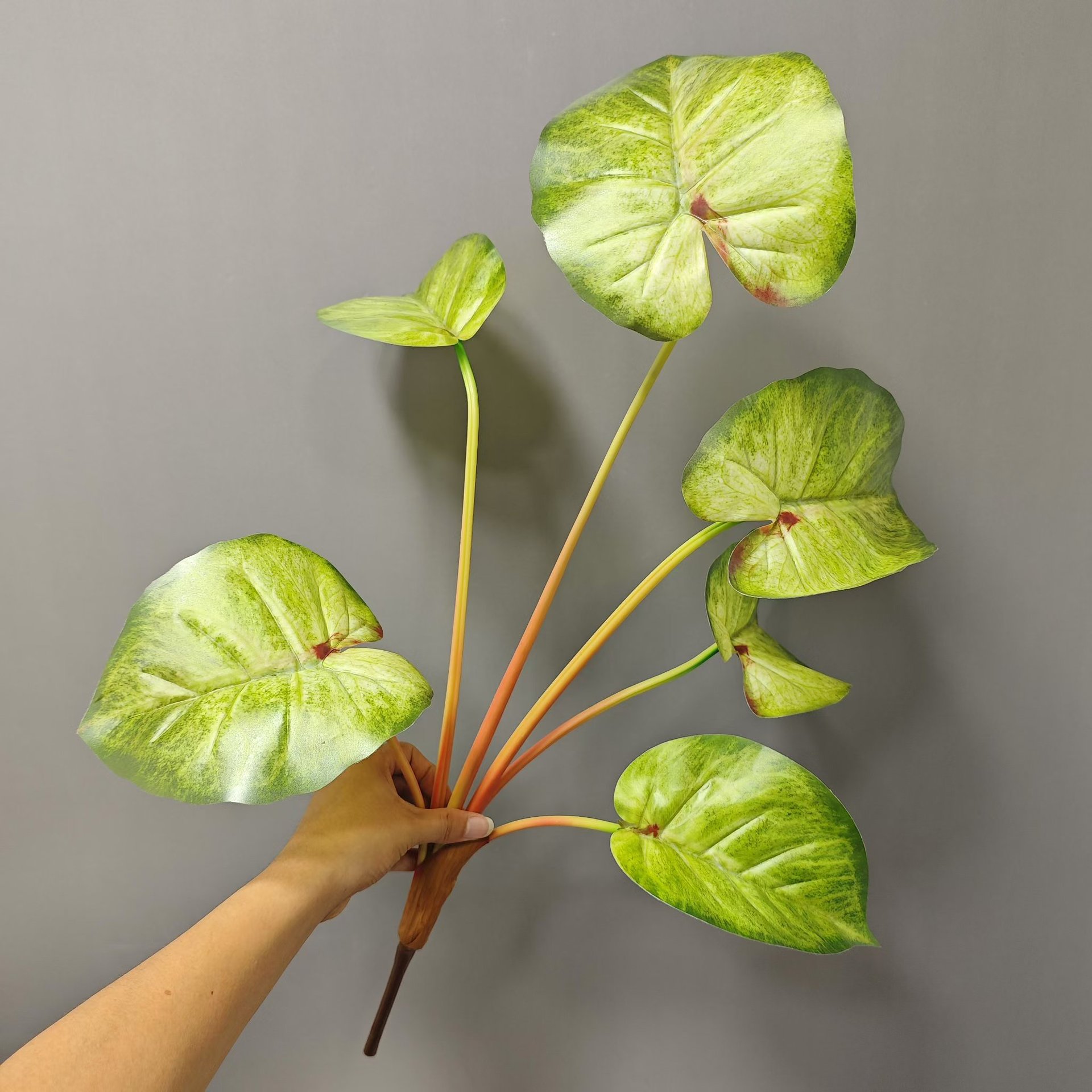 6 hojas 67cm manga Taro amarillo verde