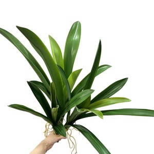 Hojas de orquídea Cymbidium Meng Jie, planta artificial, hojas con bordes blancos para el hogar, sala de estar, arreglos florales - Product Image 5