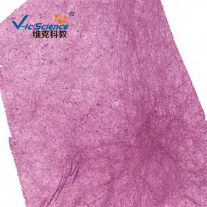 Loose connective tissue slides, tissue and physiological slides, biological sections, high school <b>microscope</b> slides - Product Image 2