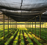 Lichtgewicht HDPE gebreide schaduwdoek 60% 80% UV-bestendig, eenvoudig te installeren, landbouwschaduwdoek voor kassen