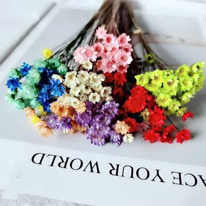Petites <span class=keywords><strong>fleurs</strong></span> <span class=keywords><strong>séchées</strong></span> naturelles brésiliennes, magnifiques et économiques, en gros, pour la décoration artisanale de la maison (<span class=keywords><strong>mini</strong></span> marguerites, <span class=keywords><strong>fleurs</strong></span> étoilées) - Product Image 5