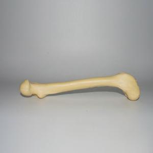 Canine Femur Model Dog Femur Bone for Veterinary Surgical Practice Teaching - Product Image 2