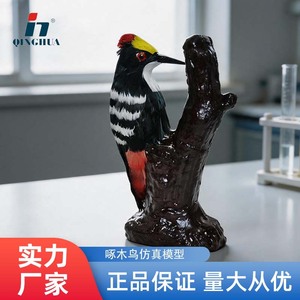 Qinghua 39101 Modèle de simulation de coucou, instrument pédagogique et scientifique pour l'enseignement biologique, spécimen pour les écoles secondaires et supérieures - Product Image 5