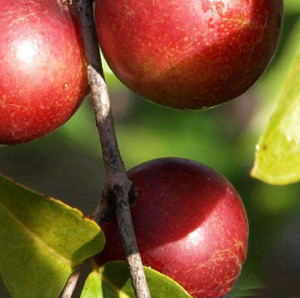 B.C.I Food Grade Cama <span class=keywords><strong>Camu</strong></span> Fruta Extrato Em Pó Myrciaria Dubia Extrato 10:1 - Product Image 3