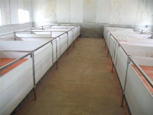 Enclos <span class=keywords><strong>de</strong></span> maternité pour porcelets galvanisé à chaud avec sol composite, cage <span class=keywords><strong>de</strong></span> sevrage durable en acier soudé pour l'élevage porcin - Product Image 6