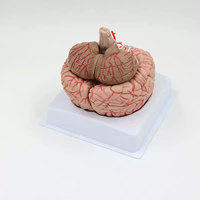 Modelo de Anatomía Cerebral para Enseñanza Médica DARHMMY, Hecho de PVC, Compuesto por 9 Partes