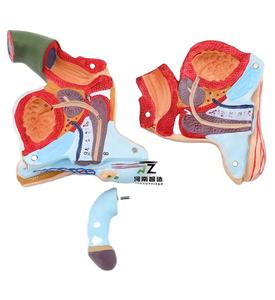 Scienza medica organo genitale maschile umano modello di formazione anatomica organo maschile genitale maschile modello organo maschile - Product Image 1