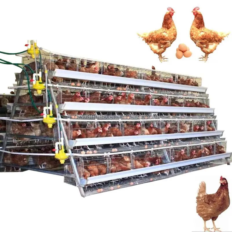 Kommerzieller Hühner käfig für Schichten Geflügel zucht Sambia Schicht Geflügelfarm Hühner käfig zum Verkauf Hühnerei Eier käfige
