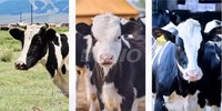 Machine à traire électrique portable pour vaches et chèvres, facile à utiliser, pour une petite ferme familiale