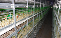 Rôtissoire entièrement automatique équipement de sortie de poulet automatique cage pour poussins d'élevage de volailles