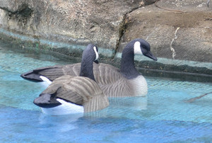 Leurres d'oie Snow Canada Silhouette Wholesale Windsock Chasse Leurre Utilisé Flottant Greylag
